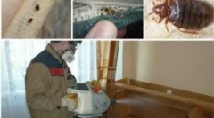 Instrument de sinusan de la bedbugs și alte insecte