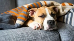 Staphylococcus la câini: simptome, tratament, prevenire