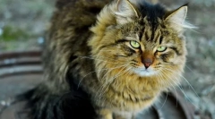 Pisica veche. Semne, îngrijire, alimente