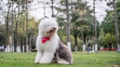 Shepherda staroangalian