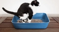 Pun pariu pisica acasă