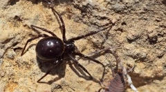 Steatoda este mare