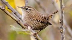 Stephen shrub wretfish