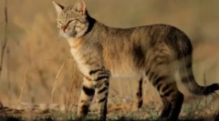Steppe cat: caracteristici de tip