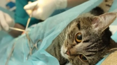 Sterilizarea pisicii