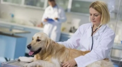 Sterilizarea unui câine