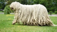 Rasele de reproducere a câinilor