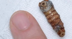 Insecte neplăcute (27 de fotografii)