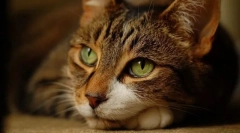 Stres într-o pisică