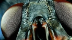 Structura ochilor și viziunea muștelor