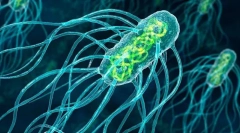 Clădirea și caracteristicile microorganismelor