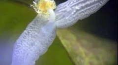 Structura și caracteristicile planarului