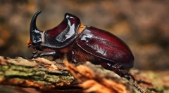 Construirea insectelor