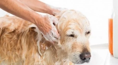 Dog structura din lână