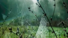 Structura, compoziția și tipurile de cobweb