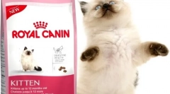 Alimente uscate pentru pisici royal kanin: cea mai buna calitate in categoria de pret