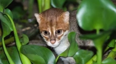 Sumatran cat: frumusețe miniaturală thailandeză