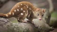 Porumbul pentru copii