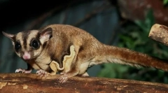 Templul care zboară