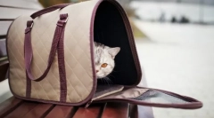 Bag-purtare pentru pisici: călătorie confortabilă pentru animale de companie
