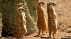Meerkat (foto): ceas amuzant, care este întotdeauna alertă