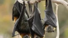 Existența unui șoarece volatil în timpul iernii