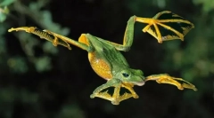 Există broaște zburătoare?