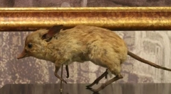 Gangster cu picioarele porcine