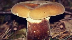 Carne de porc grosime