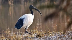 Sacru ibis