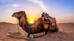 Secretele cămilelor. Cum sunt domesticiți