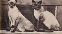 Pisici thai și siamese: asemănări și diferențe