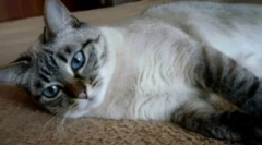 Pisici thai color tabby point