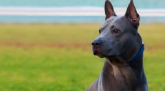 Rasele thailandeze de câini