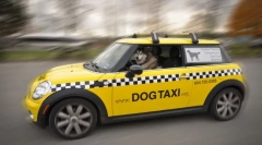 Pet taxi: caracteristici și reguli de transport