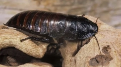 Tracakan-cripttrutru