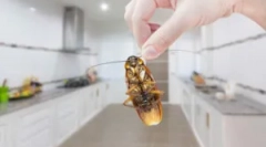 Gandaci în bucătărie: modalități de a proteja și de a distruge