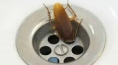 Gandaci în baie și toaletă