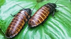 Gandaci de bucatarie