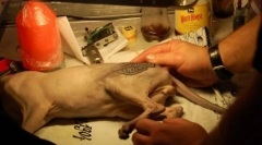 Tatuaj pentru pisică sau moda crudă pentru animale