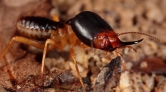 Termite