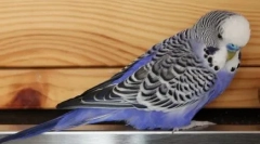 Papoata pacientului si papagalul obsesiv: video unde perletion vorbeste cu un animal de companie pufos