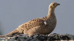 Terneyev (fotografii): real pijon din pădure