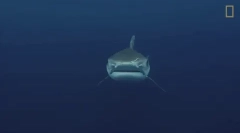 Tiger shark - unul dintre cei mai periculoși rechini din lume