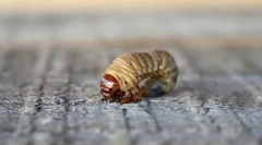 Tipuri de dezvoltare a insectelor