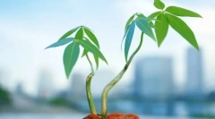 Tipuri de țesuturi vegetale