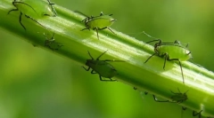 Aphid