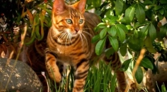 Toyer cat (foto): temperament bun într-o culoare sălbatică