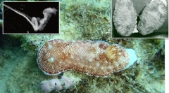 Top 10: fitness de genitale lumii animale