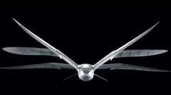 Top 10: fapte interesante despre pescăruși